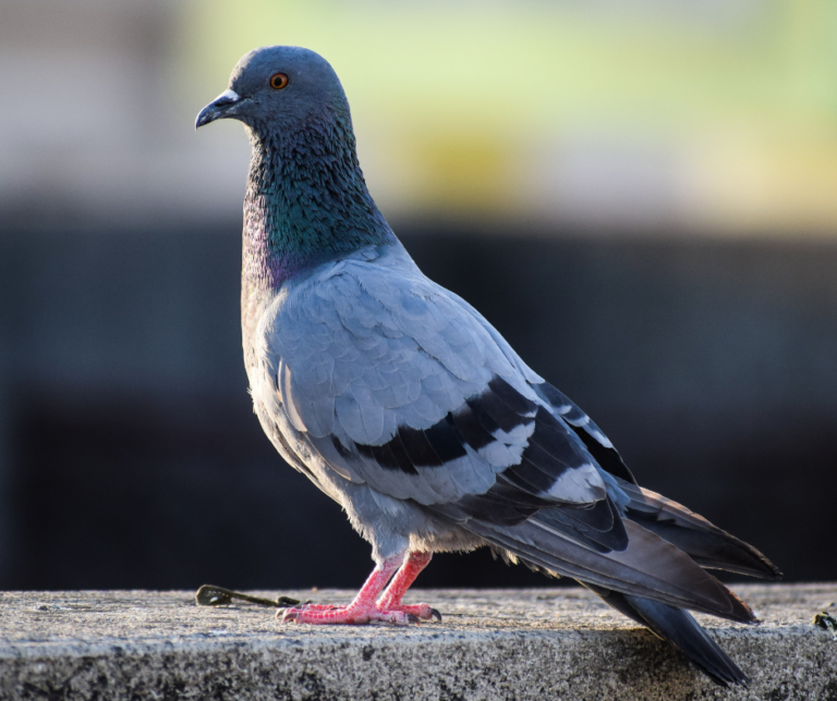 شركة مكافحة الحمام في الفجيرة 0582676118 خصم 30%