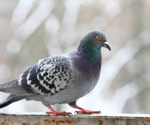شركة تركيب طارد الحمام في دبي