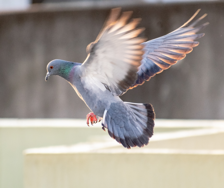 شركة مكافحة الحمام في العين 0582676118 خصم 30%