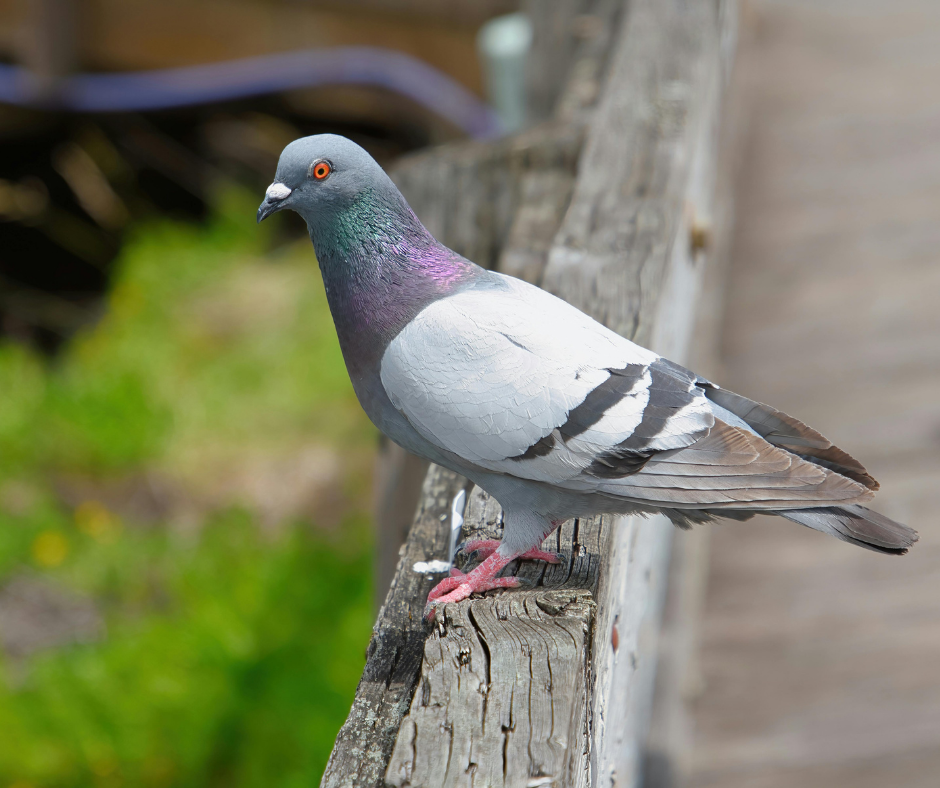 شركة مكافحة الحمام