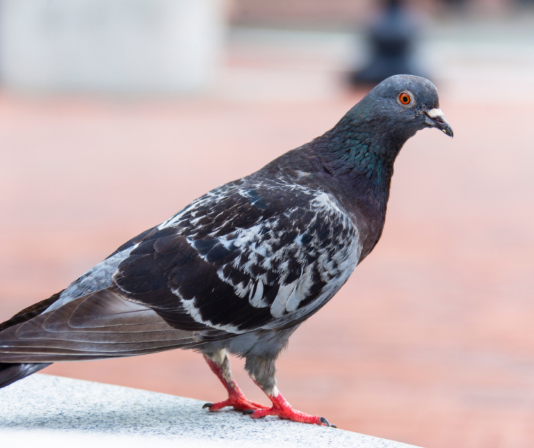 شركة مكافحة الحمام في راس الخيمة 0582676118 خصم 30%