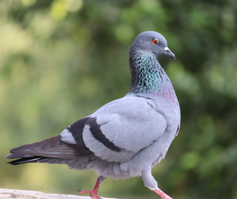 شركة مكافحة الحمام في ام القيوين 0582676118 خصم 30%