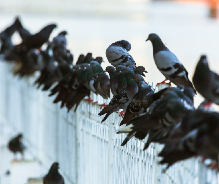 شركة مكافحة الحمام