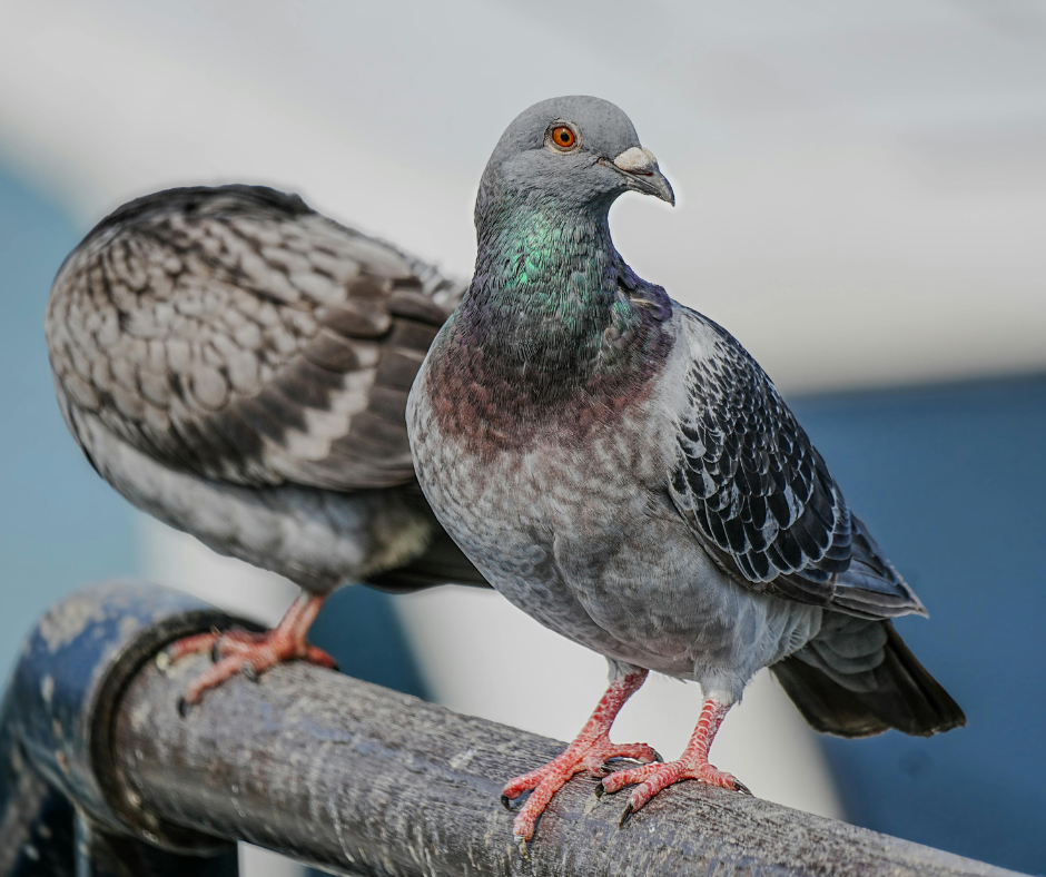 شركة مكافحة الحمام