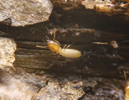 Selective focus of the small termite on decaying timber. The ter Selective focus of the small termite on decaying timber. The termite on the ground is searching for food to feed the larvae in the cavity.